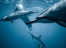 皇冠体育-华体会官方：携手共赢体育新纪元